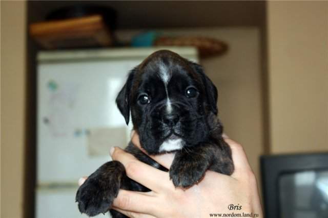 Boxer puppies for sale Monroe LA
