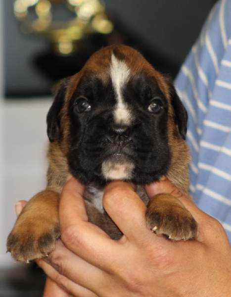 Boxer puppies for sale Morgantown West Virgina