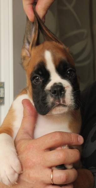 Boxer puppies for sale Muscle Shoals Alabama