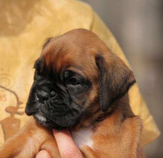 Boxer puppies for sale Muskegon MI