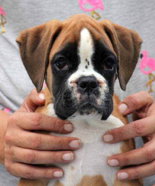 Boxer puppies for sale Myrtle Beach South Carolina