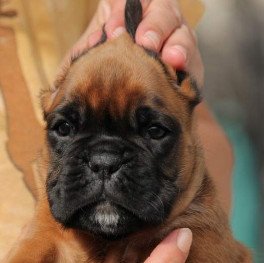 Boxer puppies for sale New York City NY