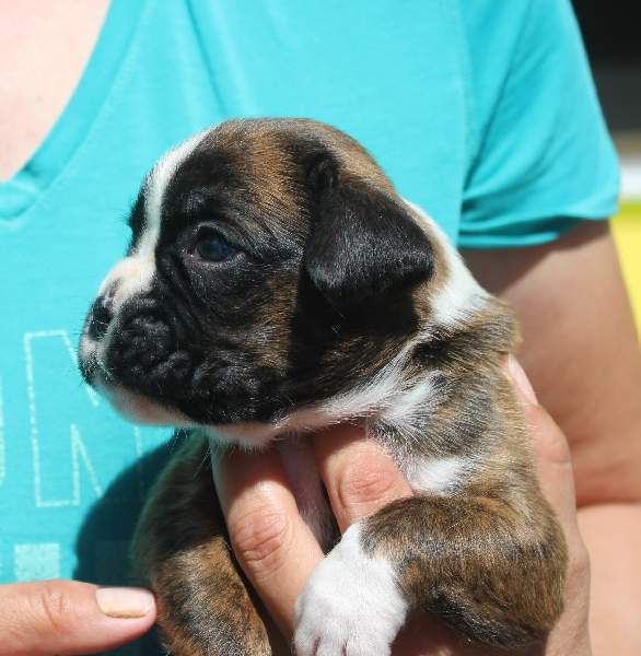 Boxer puppies for sale Odessa TX