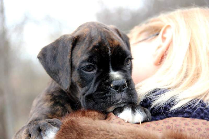 Boxer puppies for sale Pembroke Pines Florida