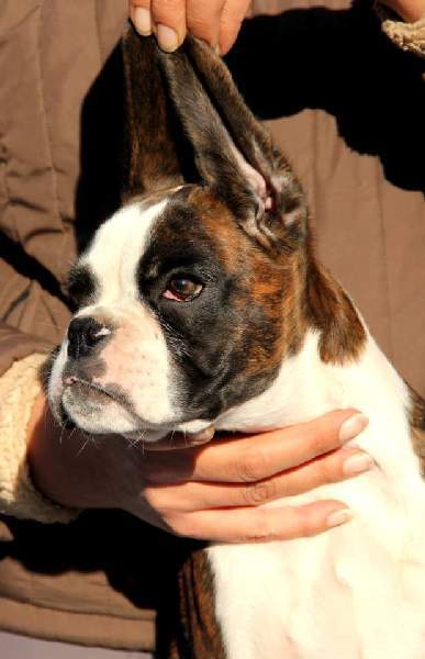 Boxer puppies for sale Portland OR