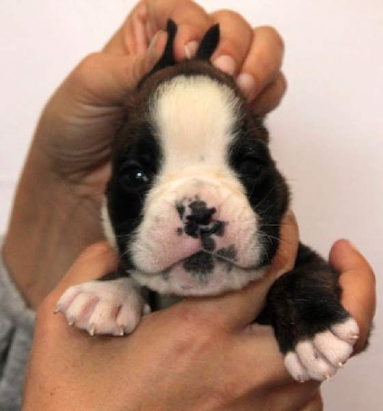 Boxer puppies for sale Prescott AZ