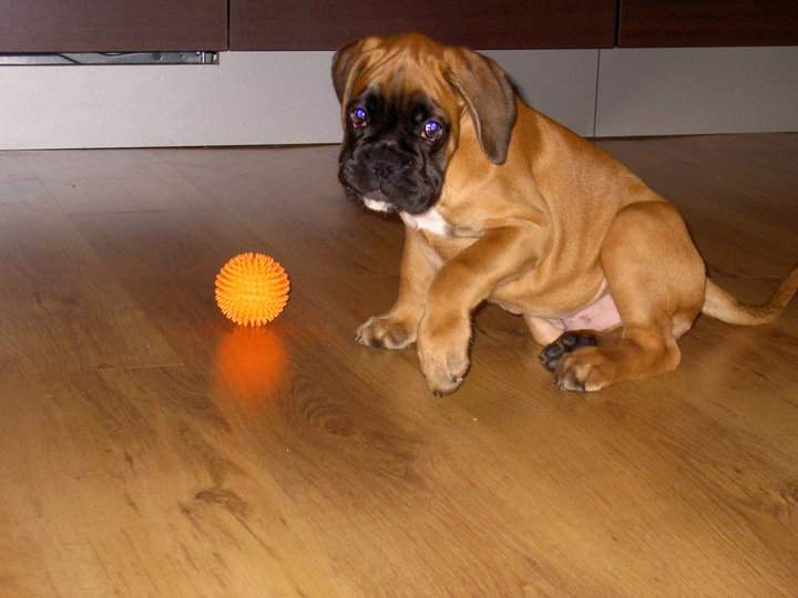Boxer puppies for sale Princeton MN