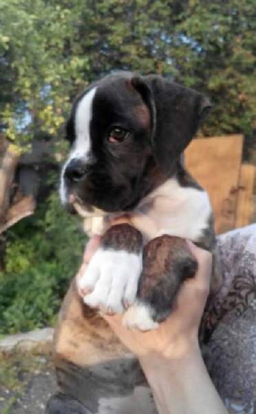 Boxer puppies for sale Richmond VA