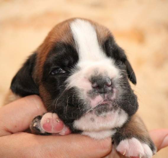 Boxer puppies for sale Roanoke Virginia