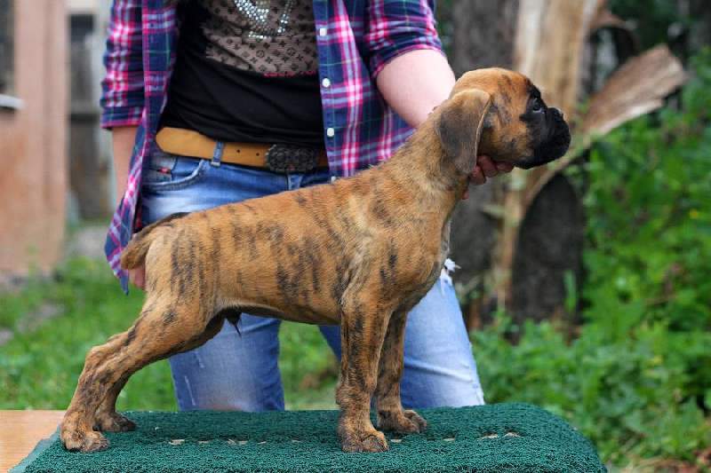 Boxer puppies for sale Roanoke VA