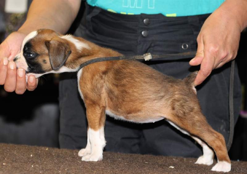 Boxer puppies for sale Roseburg Oregon
