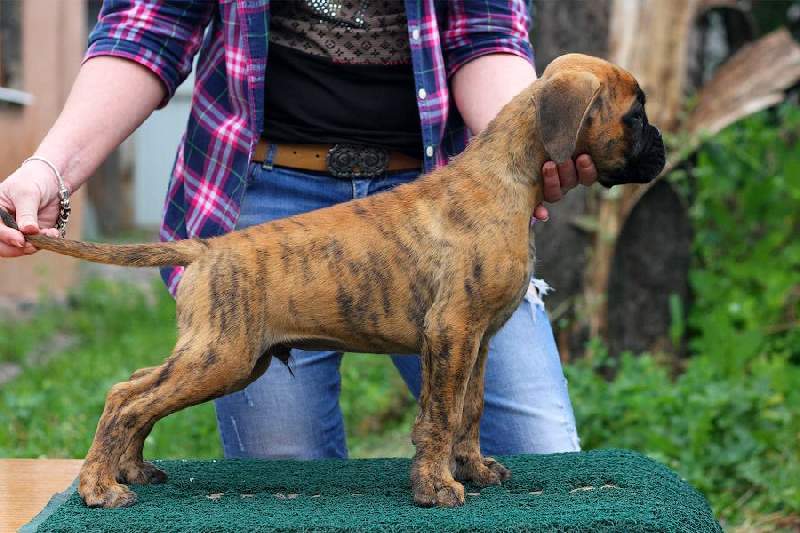 Boxer puppies for sale Roseburg OR