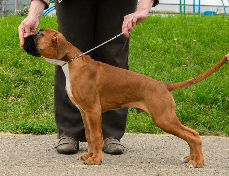 Boxer puppies for sale Saginaw Michigan