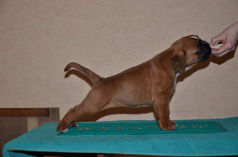 Boxer puppies for sale Salem Oregon