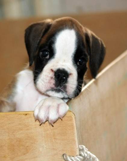 Boxer puppies for sale San Diego California