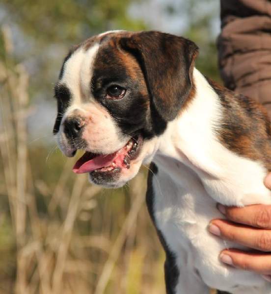 Boxer puppies for sale San Francisco CA