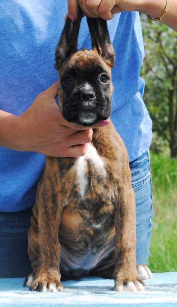 Boxer puppies for sale Sandusky OH
