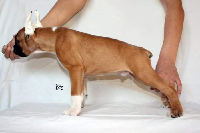 Boxer puppies for sale Sartell MN