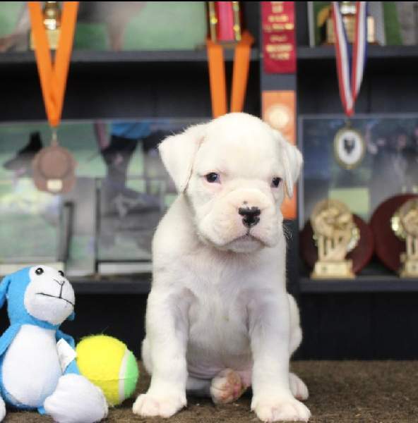 Boxer puppies for sale Savannah GA