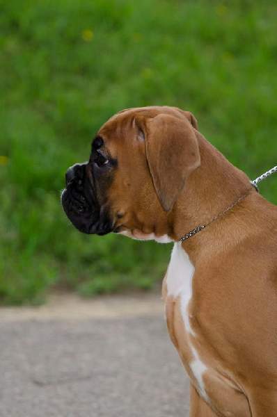 Boxer puppies for sale Scranton Pennsylvania