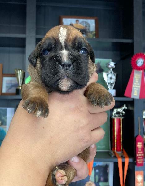 Boxer puppies for sale Sioux City Iowa