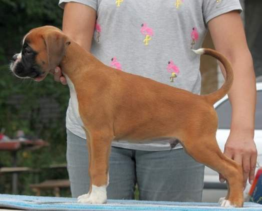 Boxer puppies for sale Southern Maryland MD