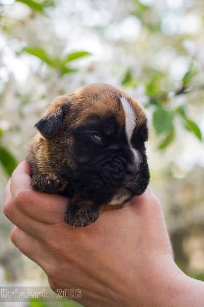 Boxer puppies for sale Springfield Illinois