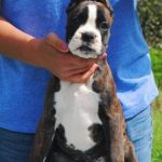 Boxer puppies for sale Springfield, Missouri