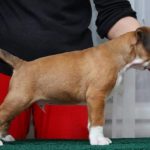 Boxer puppies for sale Stillwater, Oklahoma