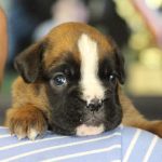 Boxer puppies for sale Stockton, California