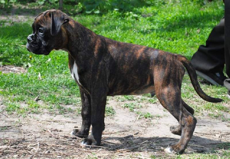 Boxer puppies for sale Sturgis South Dakota