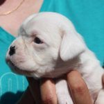 Boxer puppies for sale Sturgis, South Dakota