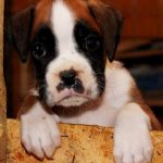 Boxer puppies for sale Sutter County, California