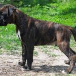 Boxer puppies for sale Syracuse, New York