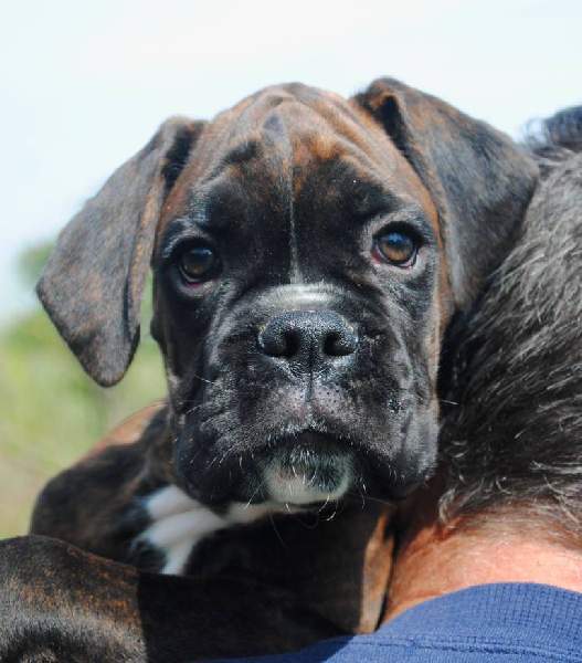 Boxer puppies for sale Syracuse New York