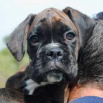 Boxer puppies for sale Tampa, Florida