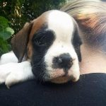 Boxer puppies for sale Taos, New Mexico