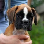 Boxer puppies for sale Temple, Texas