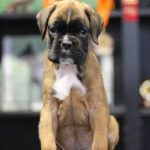 Boxer puppies for sale Texarkana, Texas