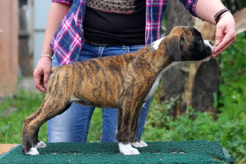 Boxer puppies for sale Toledo Ohio