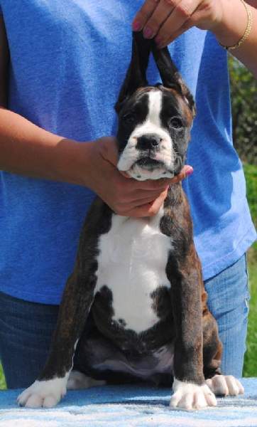 Boxer puppies for sale Topeka KS