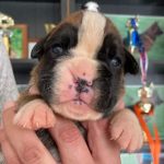Boxer puppies for sale Tucson, Arizona