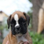 Boxer puppies for sale Tulare, California