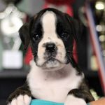 Boxer puppies for sale Tulsa, Oklahoma