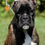 Boxer puppies for sale Twin Falls, Idaho