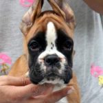 Boxer puppies for sale Tyler, Texas