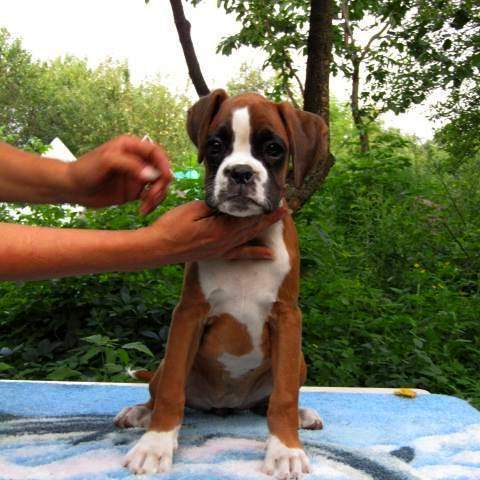 Boxer puppies for sale Urbana Illinois