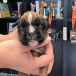 Boxer puppies for sale Urbana, Illinois