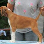 Boxer puppies for sale Utica, New York