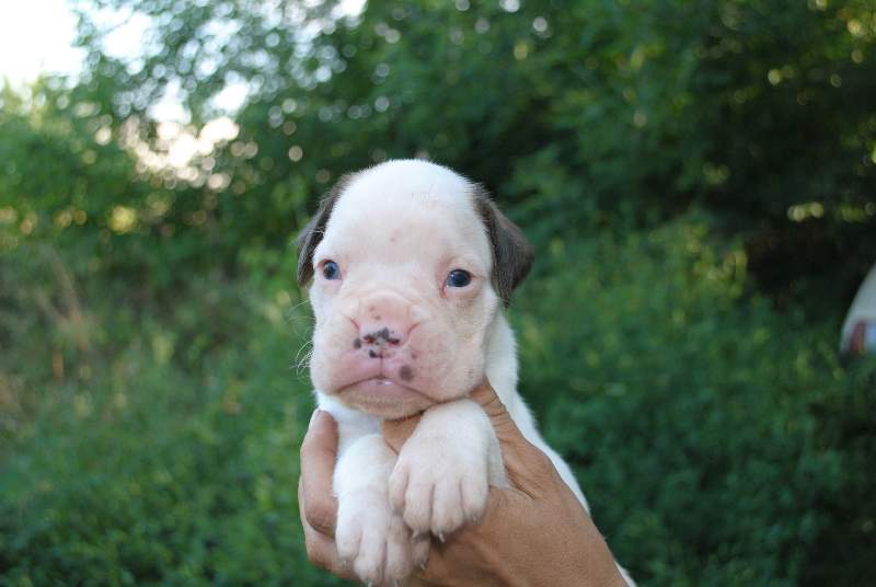 Boxer puppies for sale Vermillion South Dakota